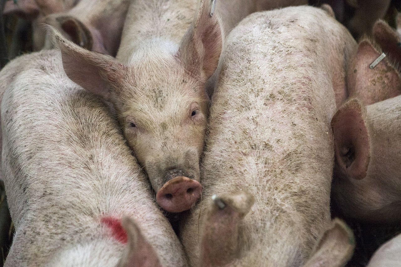 Feu vert pour la vidéosurveillance en abattoir Pigs 678199