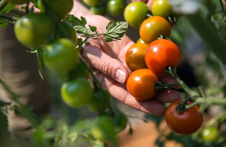L’agriculture au féminin en débat au Sénat